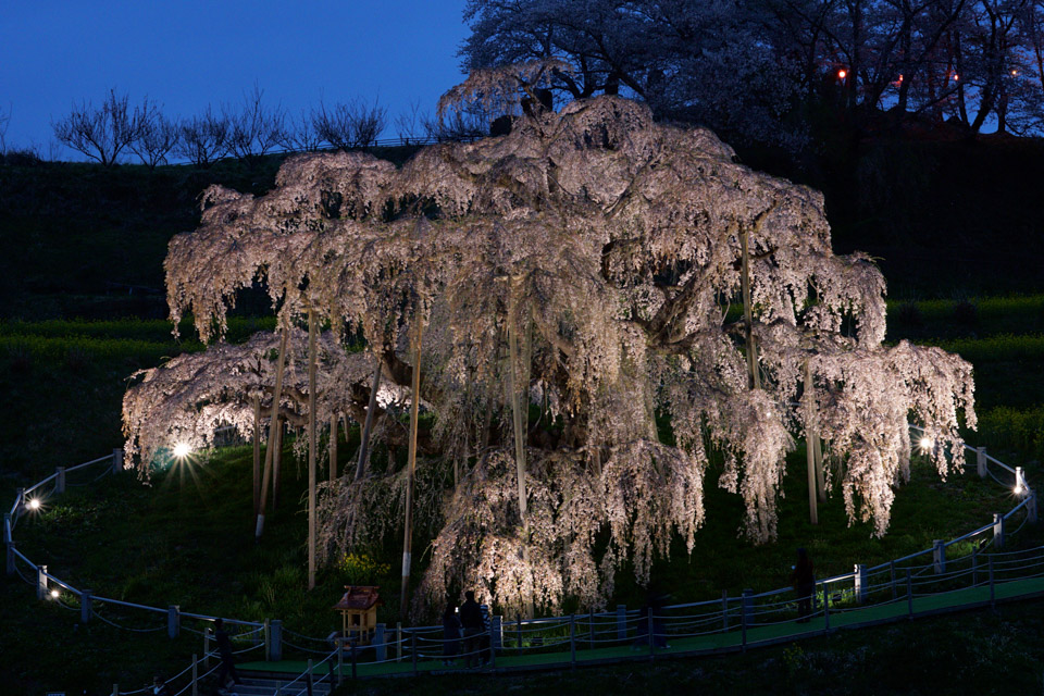 福島県賞　銭祐さんの作品「三春滝桜、夜桜」