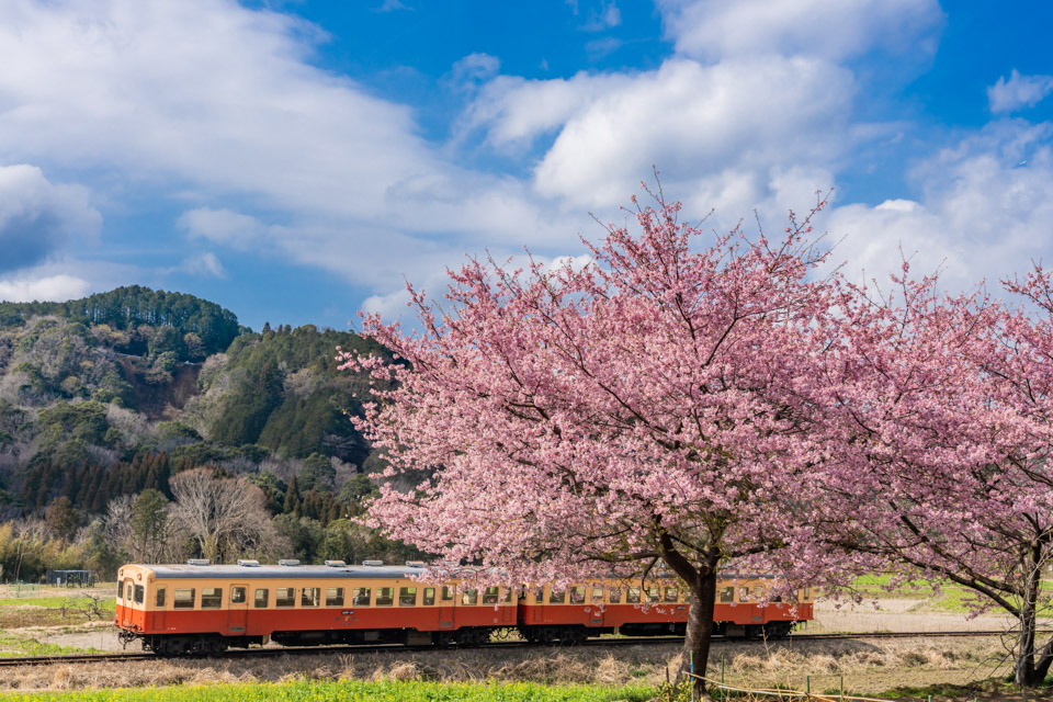 千葉県賞　Masataka Yoshimuraさんの作品「春がやってきた小湊鐵道」